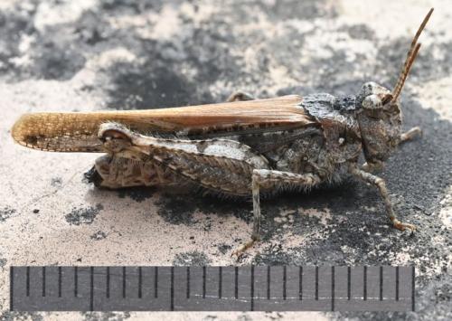 Réf. 349 895 : Acrotylus insubricus insubricus